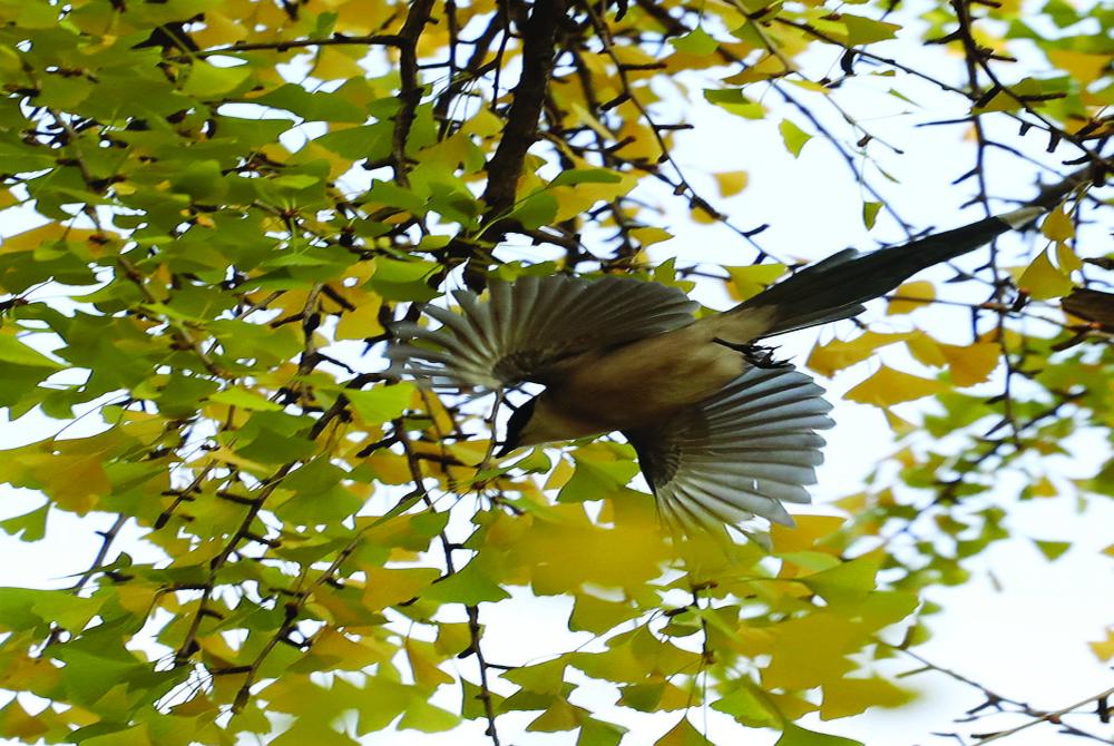 千年古城银杏美